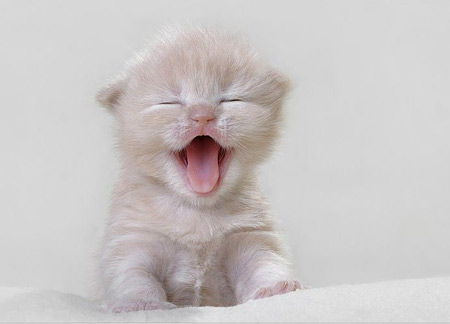 猫毛囊炎症状 轻度毛囊炎治疗办法