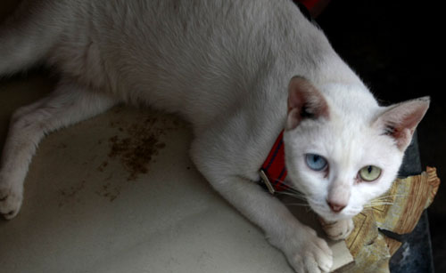 如何训练猫不怕水 猫咪怕水是天性使然