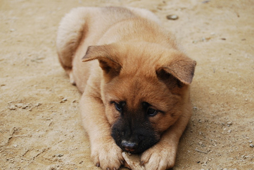 大狗一天拉几次 一般一到两天一次