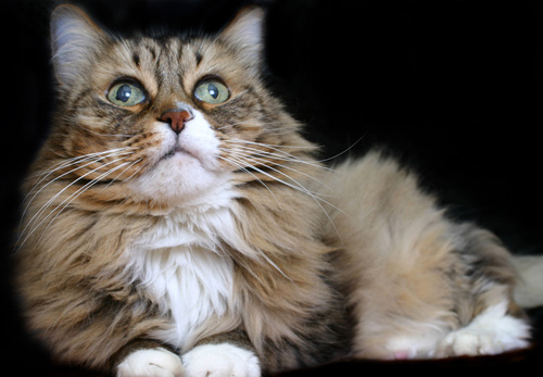 猫咪怕水吗 可以训练它学会游泳