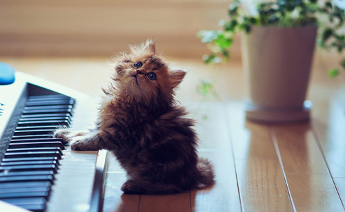 猫一天要睡多久 睡的时间比较长