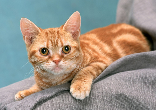 被猫抓伤在哪打针 有引起狂犬病的危险