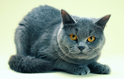 猫一天吃几顿饭 固定饮食时间