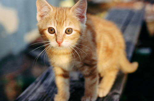 猫咬人要不要打针啊 狂犬病可防不可治