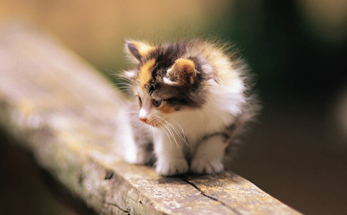 猫为什么晚上叫 生活习惯不好