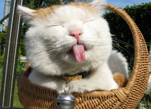 猫晚上为什么会叫 为公猫母猫做节育手术