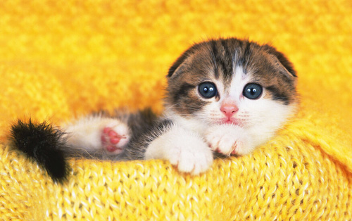 猫晚上为什么叫 遗传发情或者疾病