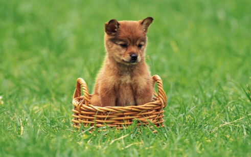 狗一天小便几次 幼犬小便多很常见