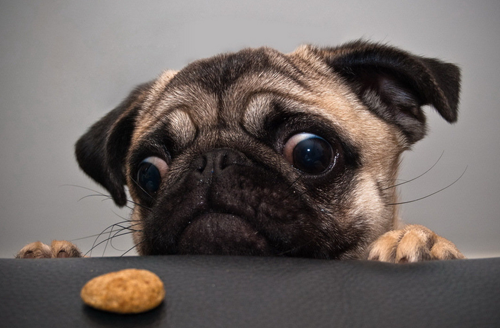 小狗一天睡多久 小狗时间更久一些