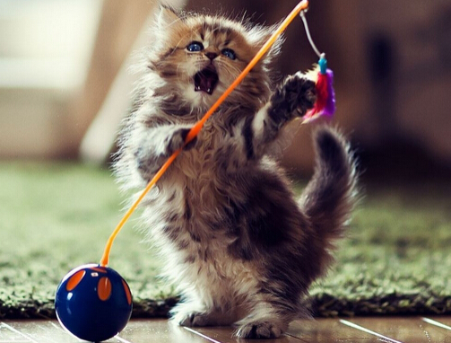 猫毛囊炎怎么治 在家如何治疗