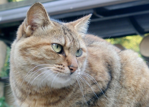 猫得毛囊炎怎么办 消毒清理干净患处