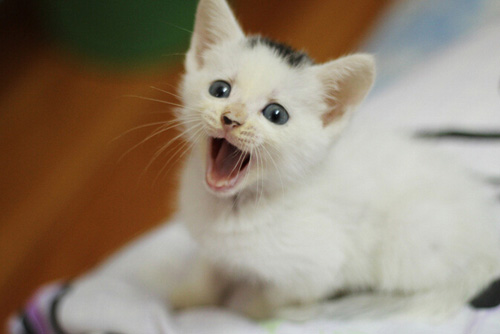 猫到处尿尿怎么办 保持猫砂盆的干净