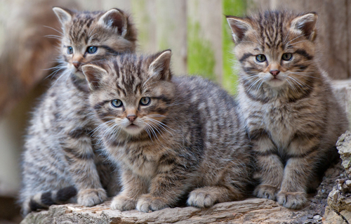 被猫抓伤会怎么样 伤口如何处理