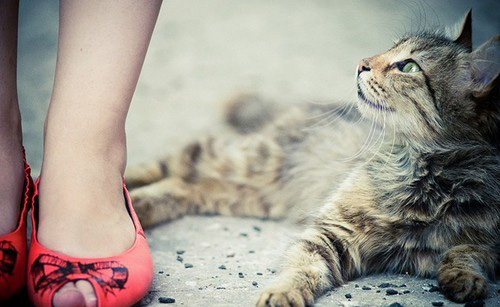 宠物猫公的好还是母的好 两者差异