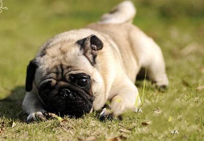 巴哥犬能看家吗 一只优秀的看门狗