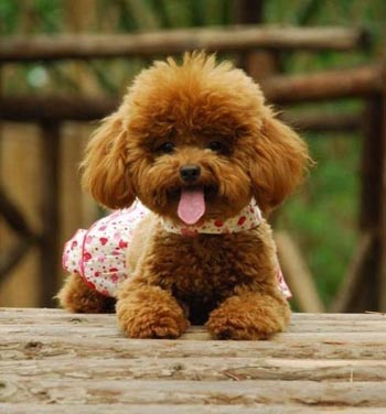 怎样训练狗狗捡东西 实施“哄骗利诱”法