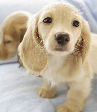 狗狗身上有螨虫图 洗澡时用药用的浴液