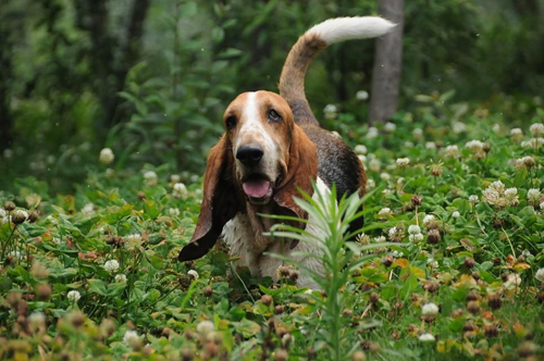 巴吉度犬图片　似蒲扇般的大耳朵