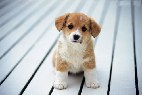 网上买狗粮好吗   要讲究质量和营养