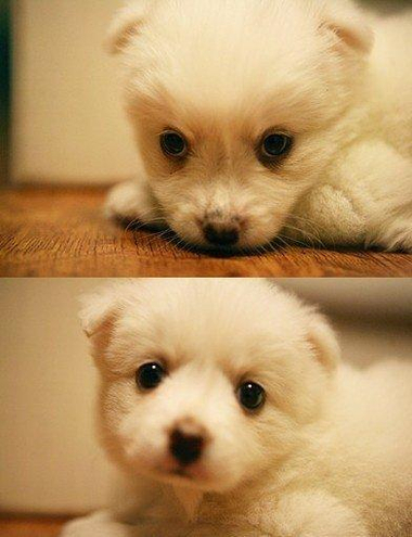 小狗身上有寄生虫 对准症状早治疗