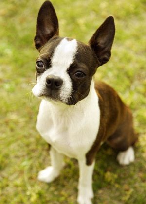 如何训练狗狗大小便   以安抚奖励为主