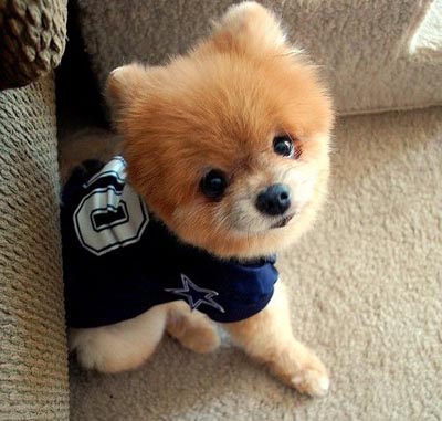 狗每天五点多就吐  大多是消化不良引起