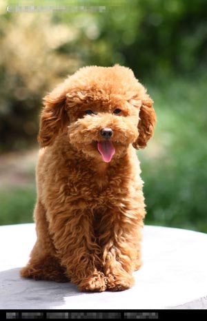    狗狗怎么训练大小便 根据狗生物中进行训练