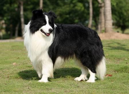 边境牧羊犬怎么选  从视听嗅触觉来判断