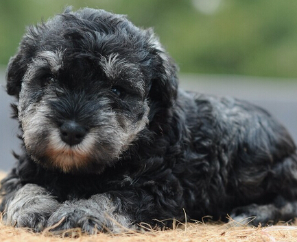 宠物狗训练秘籍 如何纠正狗狗的坏习惯