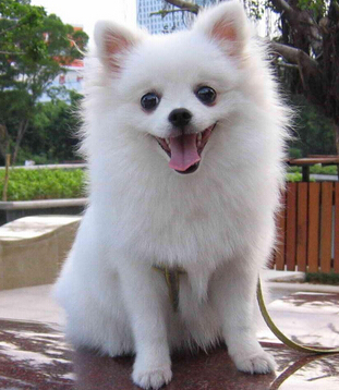 适合家养的小型狗 脾气温和的博美是你的选择吗