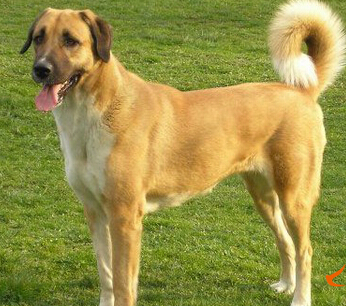 安娜图牧羊犬的价格 价格相差很大