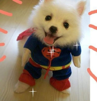 被狗狗抓伤会得狂犬病吗