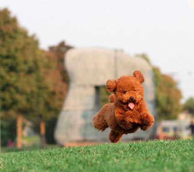   小狗身上有红点  要用专用浴液洗澡