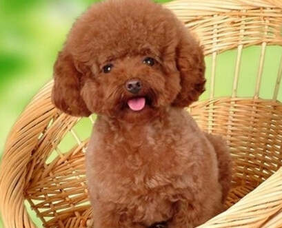 适合家养的小型宠物 易打理的小型犬