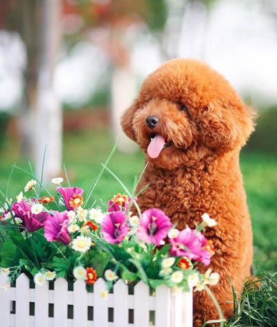 狗狗身上有红色硬疙瘩  要去正规医院医治