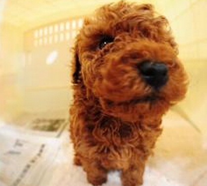 杜宾适合家养 具有文雅斯文气质