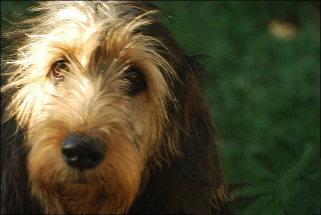 奥达猎犬好养吗 初养狗者慎重