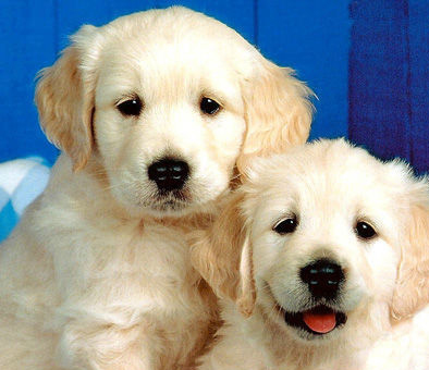 狗狗身上有皮癣掉毛 尽早确诊治疗