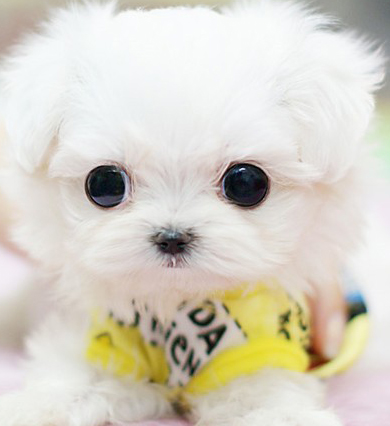 狗狗身上有虫子怎么办 简单快速治疗