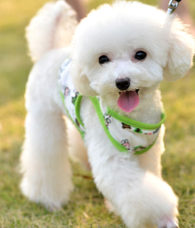 狗狗身上有皮屑掉毛  医院诊治对症下药