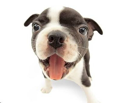 金毛适合家养 金毛性情沉稳安静