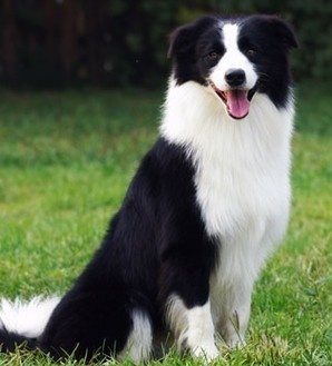 边境牧羊犬掉毛吗  你是否注意到了