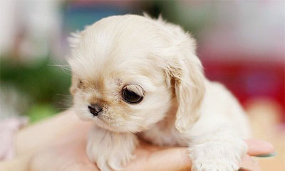 狗身上有红疙瘩怎么办 各种病因引起