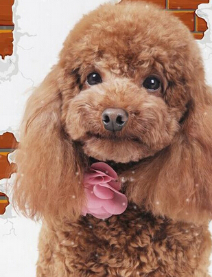  狗狗每天吃零食  要控制给好零食总量