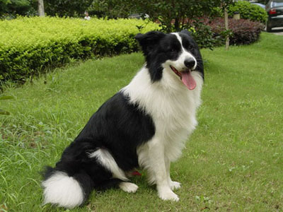 去狗市怎么挑狗 最好懂行的人陪同