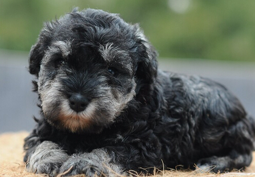 狗每天喂多少 食物搭配合理均衡