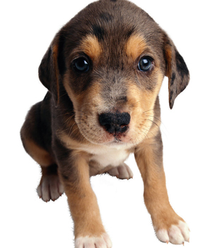 买狗狗应该注意什么  选狗“五看”