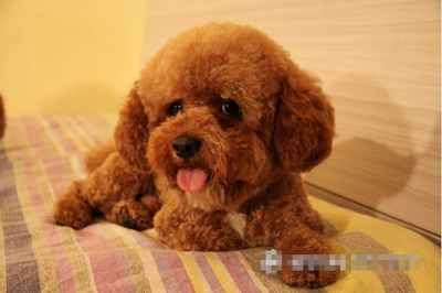  怎么挑狗粮 挑选高质量狗粮的方法