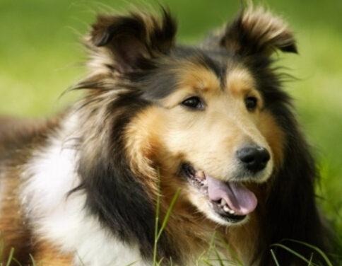 宠物狗每天吃几顿 定时吃饭配合有规律的散步