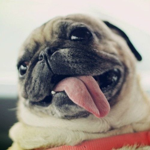 巴哥犬的饲养 日常护理很重要